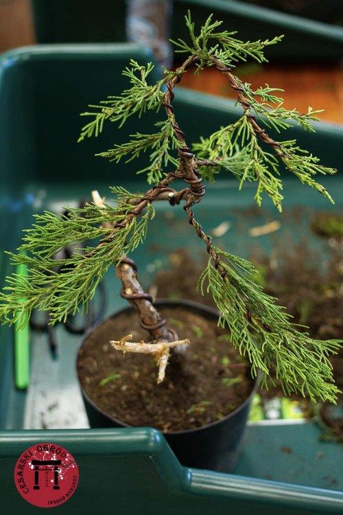 Warsztaty z formowania bonsai - kurs artystyczny