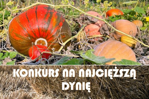 III Konkurs na Najcięższą Dynię